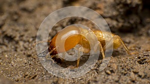 Close up termite soldiers