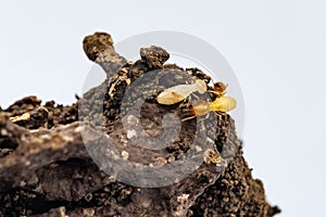 Close up Termite and texture and structure the termite nests in decaying trunk of the old falling tree Termite in Termite mound, T