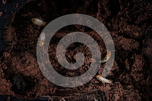 Close up termites or white ants