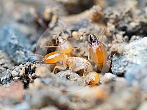 Close up termites or white ants destroyed