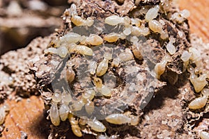 Close up termites or white ants