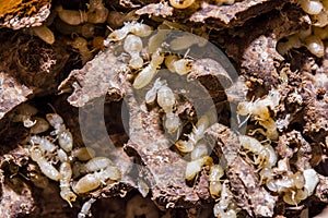 Close up termites or white ants