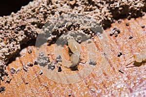 Close up termites or white ants