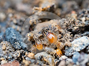 Close up termites or white ants destroyed photo
