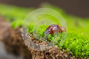 Close up termites or white ants destroyed