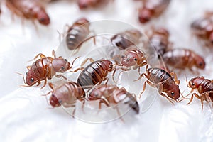 Close up of termites on white background, Bedbug colony on white sheet close-up, AI Generated