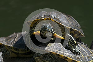 Close-up of terrapin staring at the camera