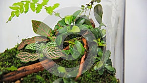 Close-up of a terrarium featuring a variety of miniature plants , fittonia, and anubias, and moss all flourishing in a humid,