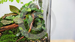 Close-up of a terrarium a variety of miniature plants, including nerve plant (fittonia), anubias, and moss