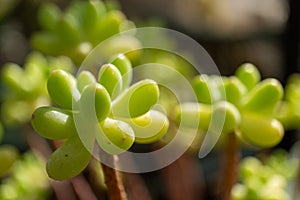 Close up of a terrestrial plant in the stonecrop family with blurry background
