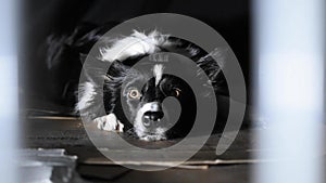 Close up on the terrified look of a border collie puppy locked up in a cage.