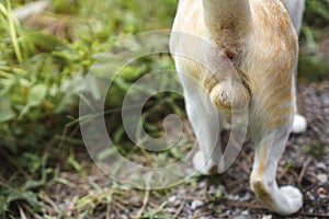Close up of testis cat, Selective focus, Copy space