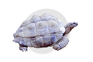 Testudinidae or giant turtle  reptile isolated on white background ,clipping path photo