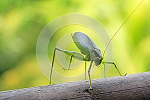 Close up of Tettigoniidae, also called bush cricket, katydid or long-horned grasshopper, Costa Rica