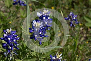 Close up of Texas Bluebonnets in a field