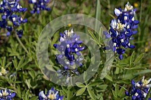 Close up of Texas Bluebonnets in a field