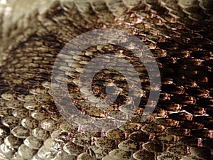 Close-Up of Texas Diamondback Rattlesnake Crotalusatrox Skin