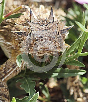 A Close Up of a Texas Horned Lizard