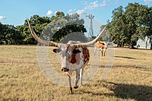 Close up of Texas Longhorn and the Windmill