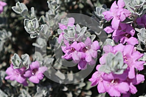 Close-up of Texas sage flowers.