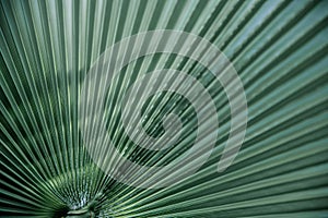 Close up of textural green leaves of palm tree