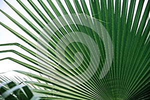 Close up of textural green leaves of palm tree