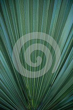 Close up of textural green leaves of palm tree