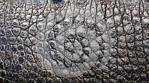 Close up texture of alligator skin