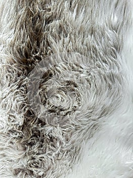 Close up texture of animal fur with gradient from gray to white, detailed natural background for design and print.