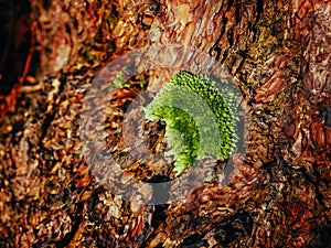 Close up texture background of brown bark of pine tree