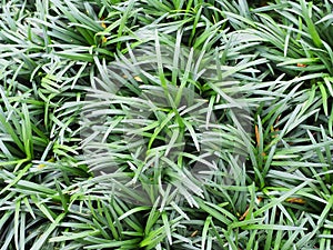 close up texture background of mini mondo grass photo