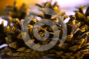Close-up. Texture and background  tree cones.