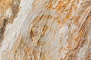 Close up Texture Background of Tree Trunk