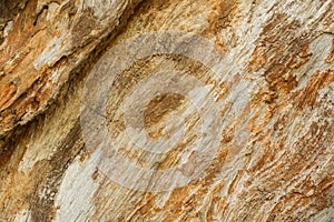 Close up Texture Background of Tree Trunk