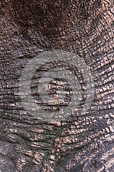 Texture of the bark of an old big tree
