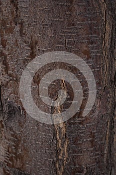 Close-Up Texture of the Bark of a Prunus avium tree.