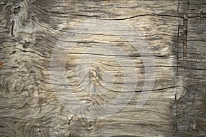 Close up texture of bark wood use as natural background