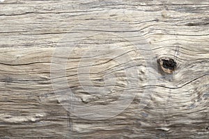 Close up texture of bark wood use as natural background