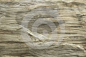 Close up texture of bark wood use as natural background