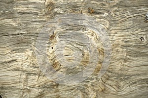 Close up texture of bark wood use as natural background