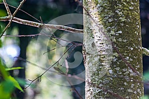 close up texture of birch tree trunk in white, yellow, and gray,