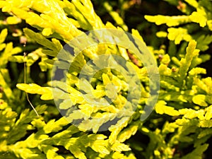 close up texture of bright conifer tree plant background Pinophyta