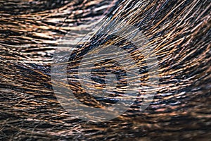 Close up texture of brown and black German shepherd fur