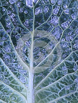 Close up of texture in a cabbage leaf with ice drops.