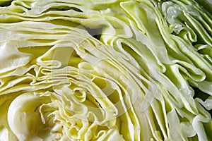 Close up of texture cut green cabbage