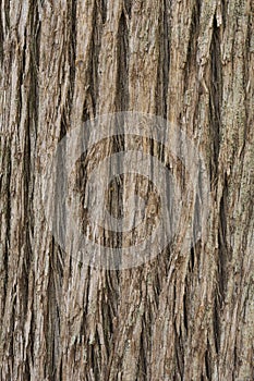 Close up texture of Cypress tree bark photo