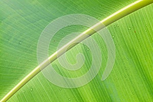 Close up texture detail pattern lines of tropical green banana leaf with water drops background