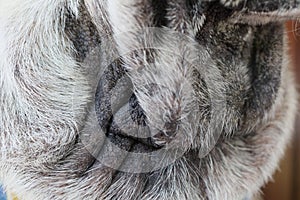 Close-up, texture detail of the skin of a sick dog, the skin is black and brown in fur, sick animal concept, sick dog.