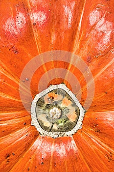 Close up of texture, detail and vibrant color of a pumpkin