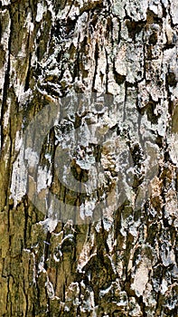 Close up texture of Eucalyptus tree trunk bark texture Background